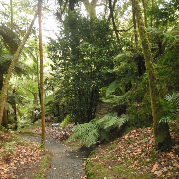 <p>Mata-Jardim José do Canto</p>